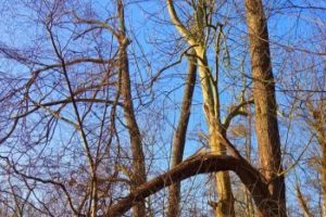 Emergency Tree Services in Brookhaven GA