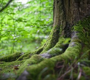 Surface Rooting of Maples and Birch Trees