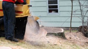 Stump Grinding Any Size Tree