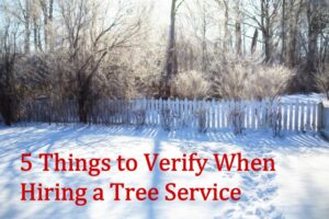 Hiring a Tree Professional