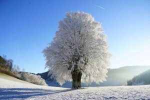 Proper Maintenance of Trees in Winter