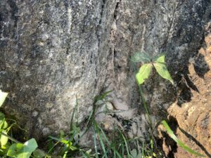 Powder Post Beetles Dust