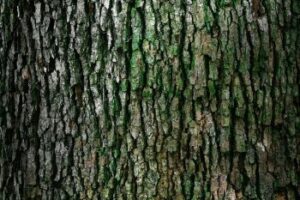 Arborist in Atlanta GA