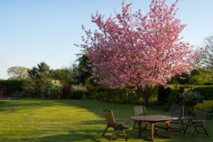 10 Essential Tree Care Tips for Atlanta, Georgia