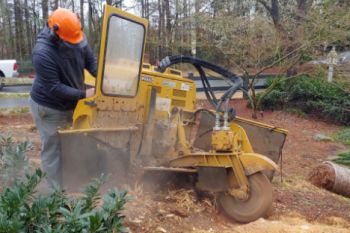 Stump Grinding Avondale Estate GA