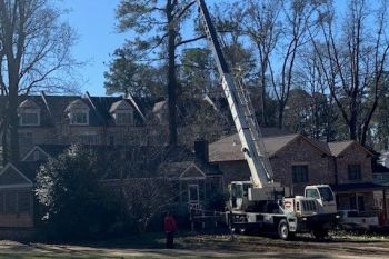 Emergency Tree Services in Avondale Estates GA