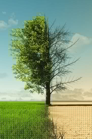 How to Care For Your Trees in a Drought